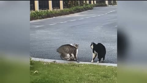 Cat funny