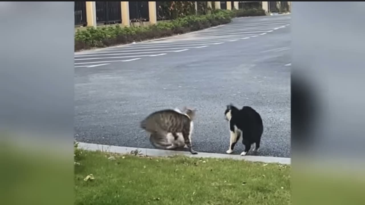 Cat funny