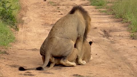 Lion Mating Behavior Observed on Safari Tour