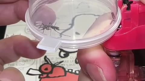 How to deal with mosquitos 😌