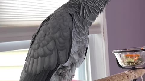 You’re bad rubbish – savage parrot! 🦜🔥😂
