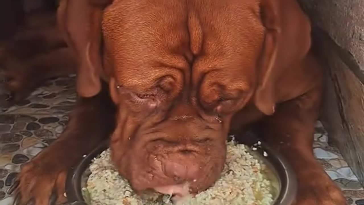 When Ktm Heat Is Ba Ba Ba Ba Babaal!!! 🐶✌️