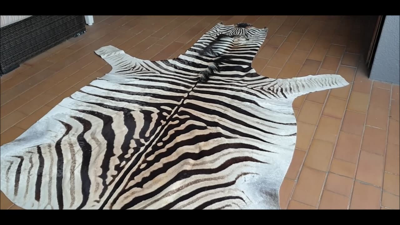 Rug Burchell Zebra Hide