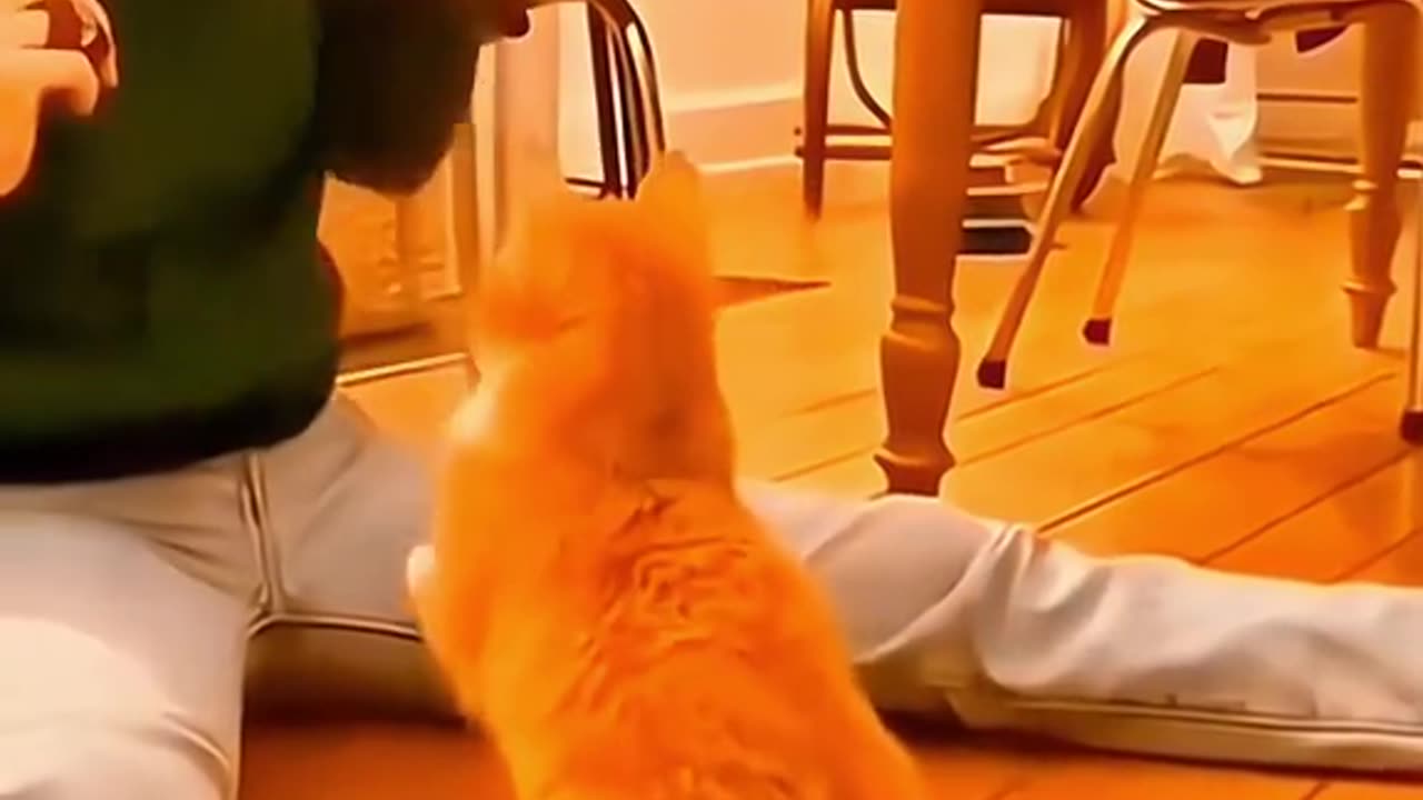 funny pet