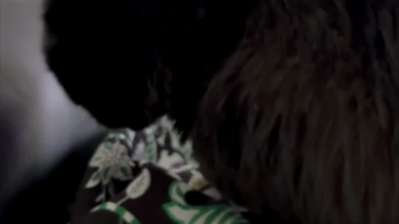 Cute Precious Piper Gets Into Position to be a Lap Cat - Adopting a Cat from a Shelter Vlog #shorts
