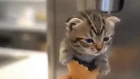 The ice cream cat