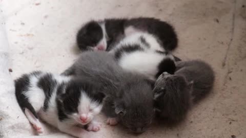 Kittens, Felines
