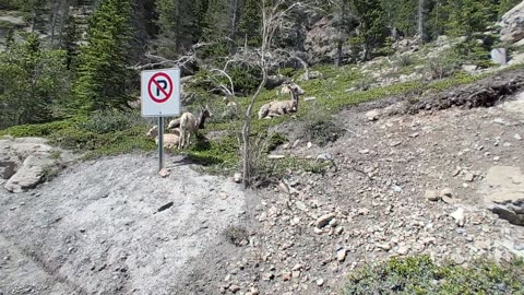 TRUMPmissed the sheep when he came to g7