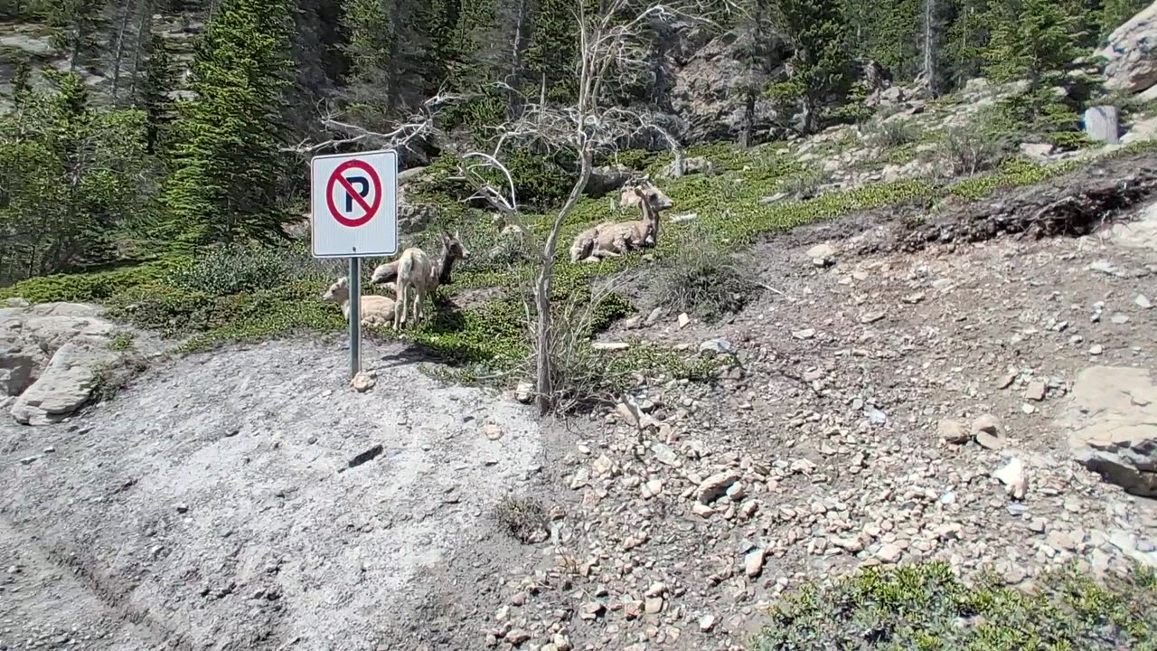 TRUMPmissed the sheep when he came to g7