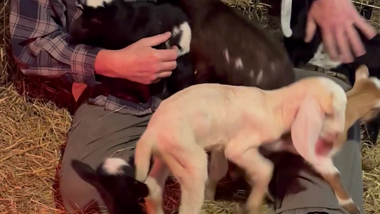 Goats