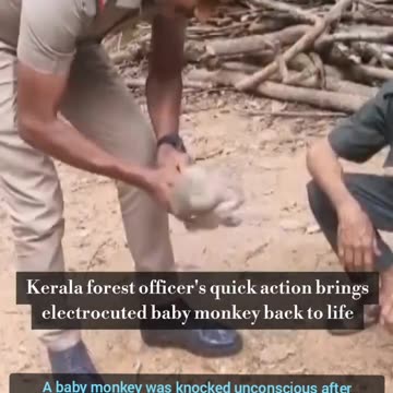 Viral: Forest officer saves monkey by performing CPR
