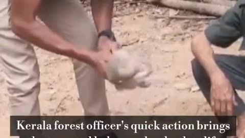 Viral: Forest officer saves monkey by performing CPR