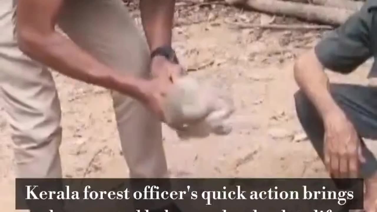 Viral: Forest officer saves monkey by performing CPR