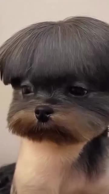 What would you name this dog? 😅