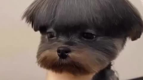 What would you name this dog? 😅