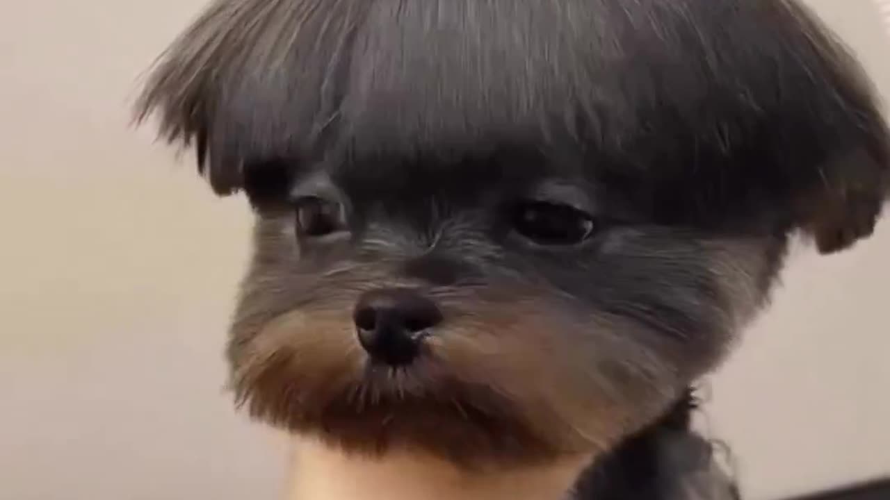 What would you name this dog? 😅