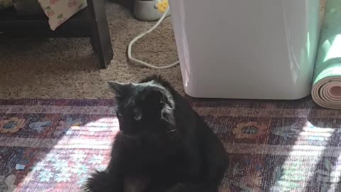 Black Cat Melts In Moment Of Air Conditioning