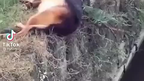 Epic Dog Fails
