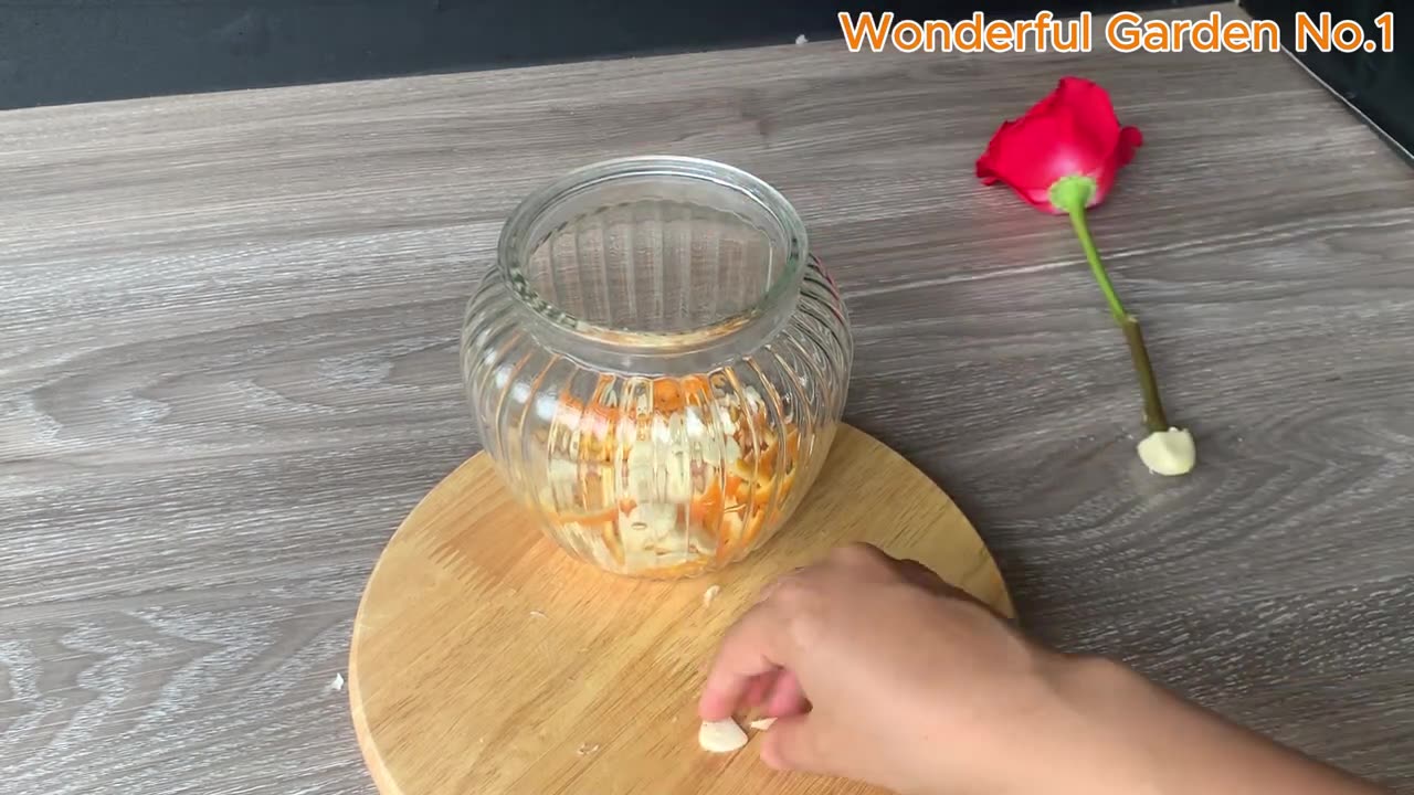 Stick a rose cutting in this water — 999 roots by morning!