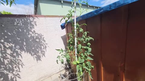 Update to My Garden (July 26, 2025)