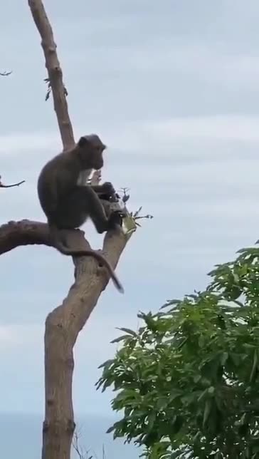 Monkey on the tree and drinking and enjoying