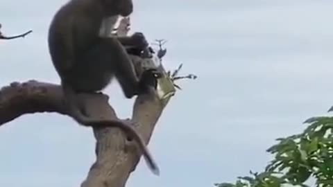 Monkey on the tree and drinking and enjoying