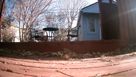 Wildlife Filmed By Haza PR800 Wild Camera, Levagood Area, Dearborn, Mich., December 19 To 21, 2025