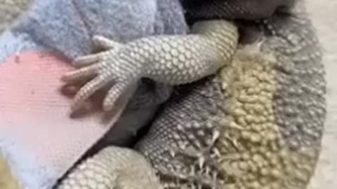 😂🐍 You Won't Believe This Unlikely Love! | FunFM