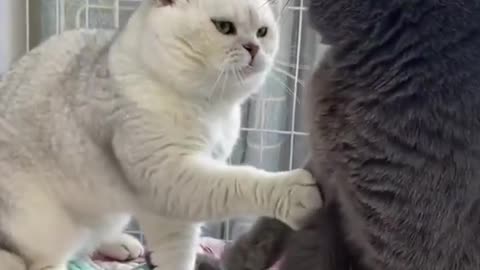 funny animals