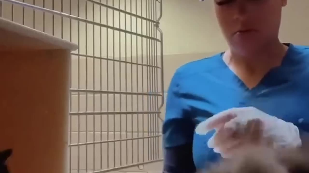 Cats getting injection