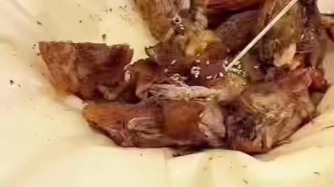 Huge misunderstanding between man and animal