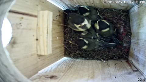 Great tits - The parent brought the young a rare meal in the form of a butterfly 🦋🐦🐦😃😄