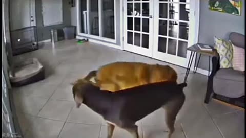 😮💔 Dog's Seizures & How His Friend Helps Calm Him! | FeedMyCuriosity