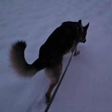 Retriever Cuts in Gravy.
