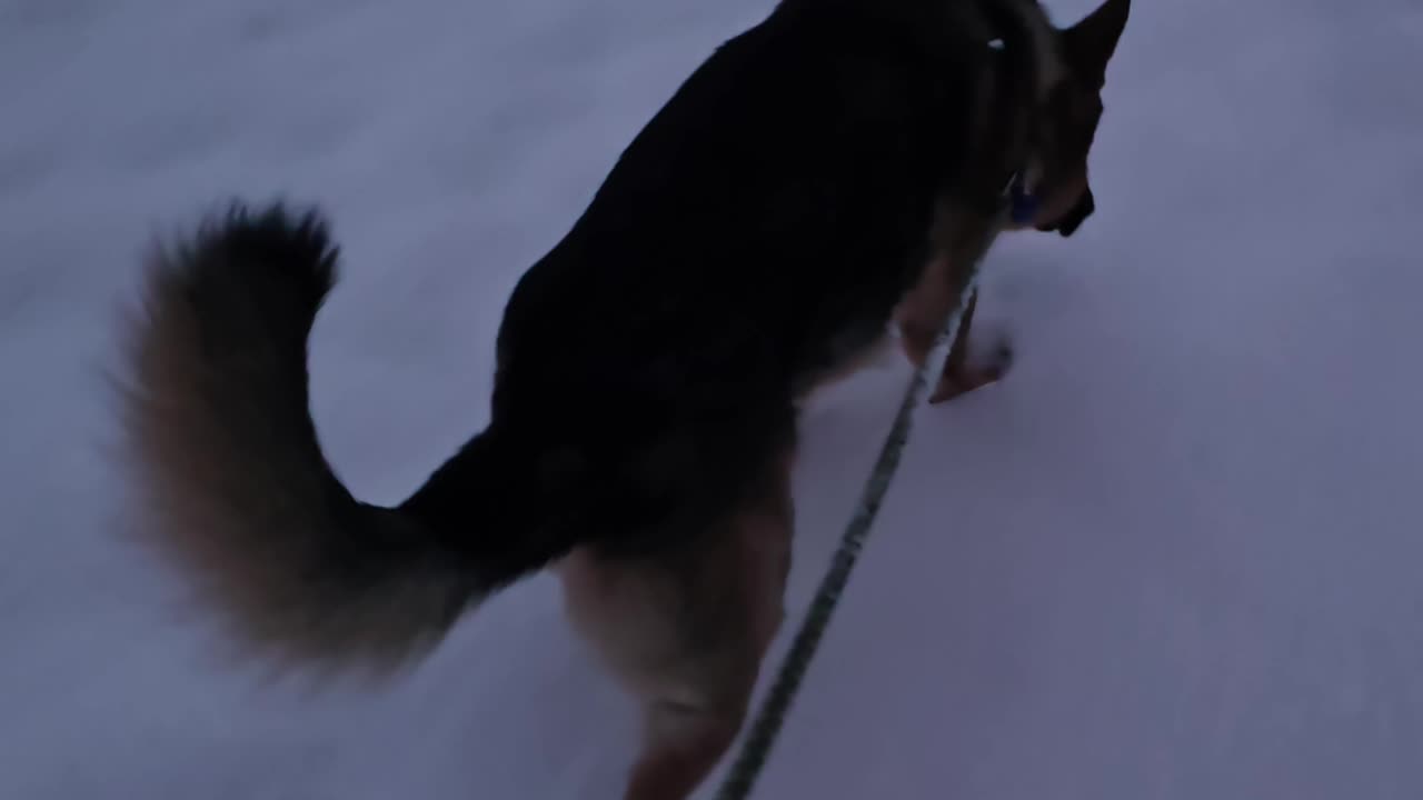 Retriever Cuts in Gravy.