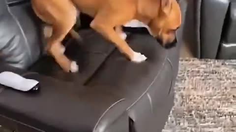 That part in dogs 3 🤣😁🤣