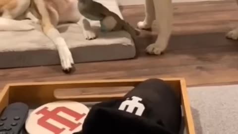 Animals Chilling Harder Than You on Sunday 🐶🛋️