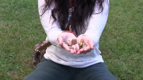 Los catalanes, Me tachan de catalán malo porque llevo a España en mi corazón