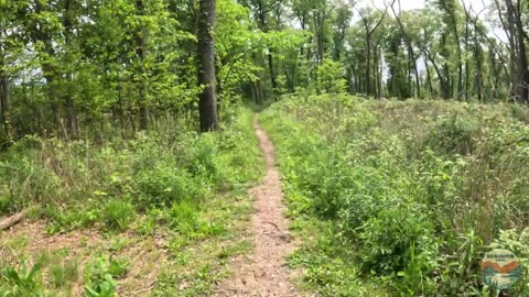Hiking Through an OAK FOREST, Wege Natural Area | Hike POV, ASMR