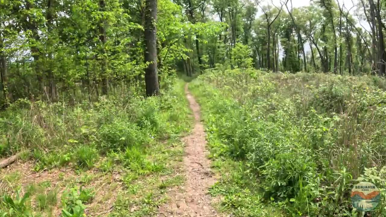 Hiking Through an OAK FOREST, Wege Natural Area | Hike POV, ASMR