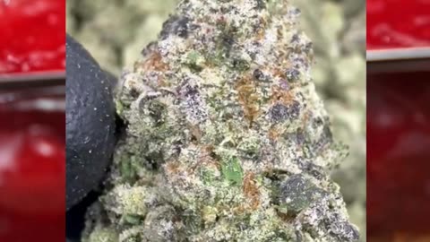 Jelly Breath THCa Flower | Exotic Indoor Indica | 30% Potency | Berry Lavender | Bulk THCa #thca