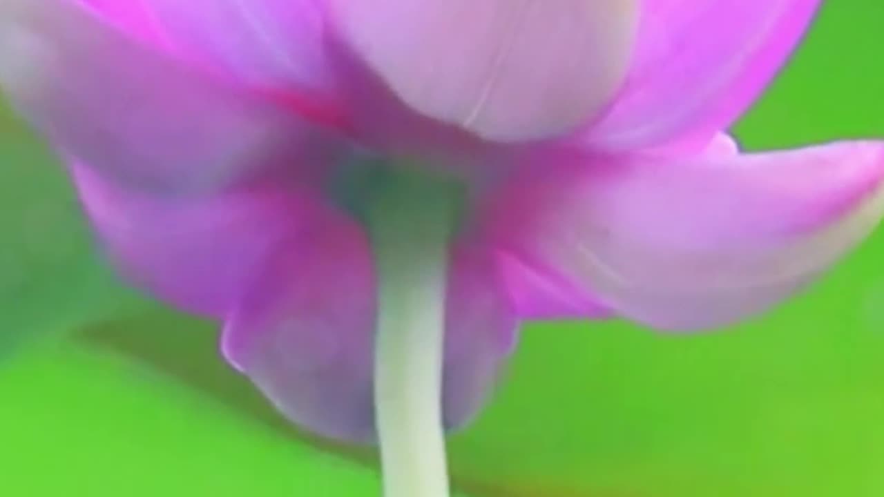 Stay Strong & Determined