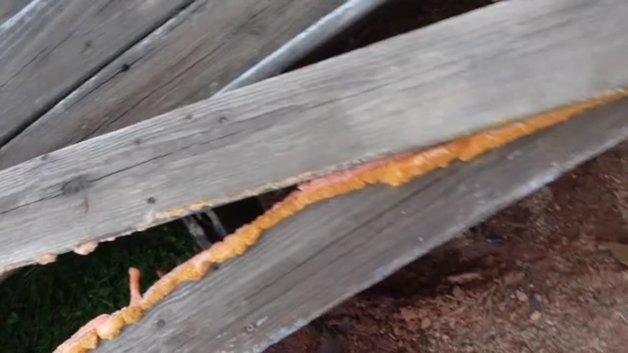 Removing Rotten Back Porch Steps. Will Be Building New Ones From Scratch. Part 18