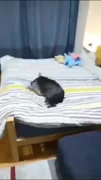 Funny and cute animals