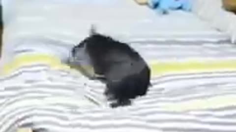 Funny and cute animals