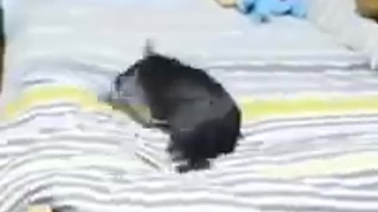 Funny and cute animals