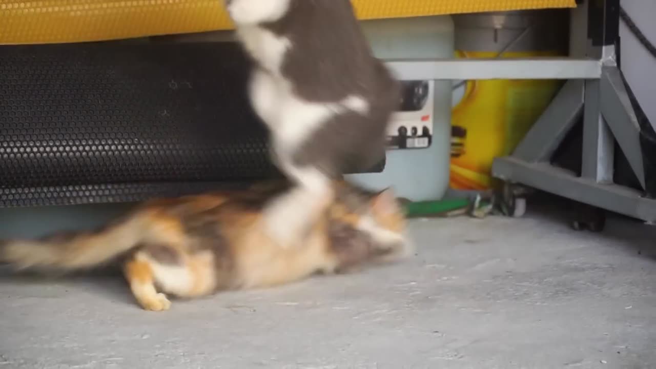 Cat Playing with another cat