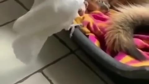 this parrot barks at the dog — I can’t stop laughing! 🤣