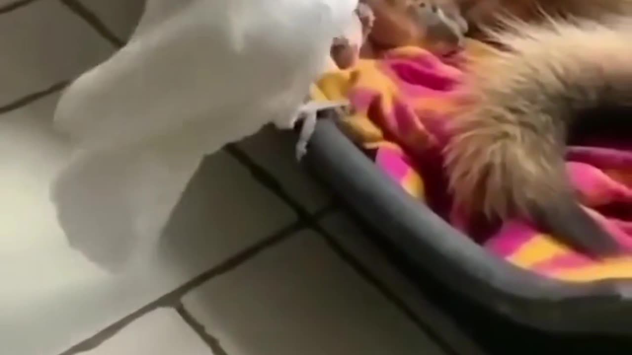 this parrot barks at the dog — I can’t stop laughing! 🤣