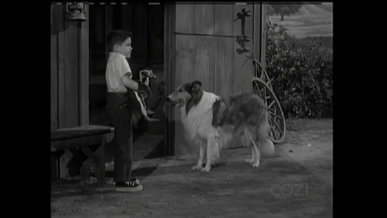 Lassie - Episode 133 - 'The Penguin'